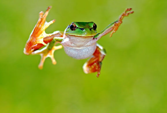 frog_main.jpg